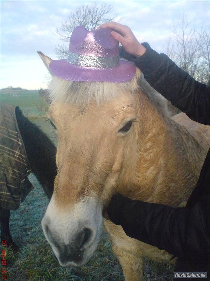 Fjordhest Tulle Tøsen - Tulle med en fin hat.  billede 15