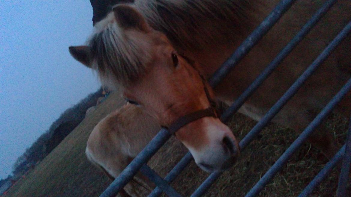 Fjordhest Anja - Anja <3 ( der kommer flere billeder) billede 1