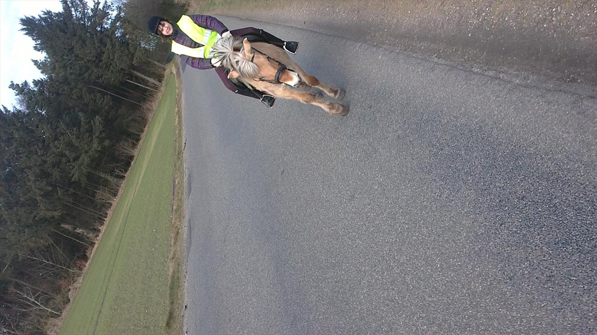 Fjordhest Anja - Anja, og min lille søster. billede 2