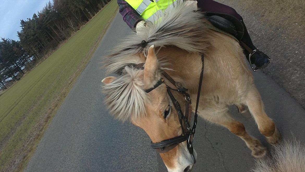 Fjordhest Anja - Anja <3 billede 3