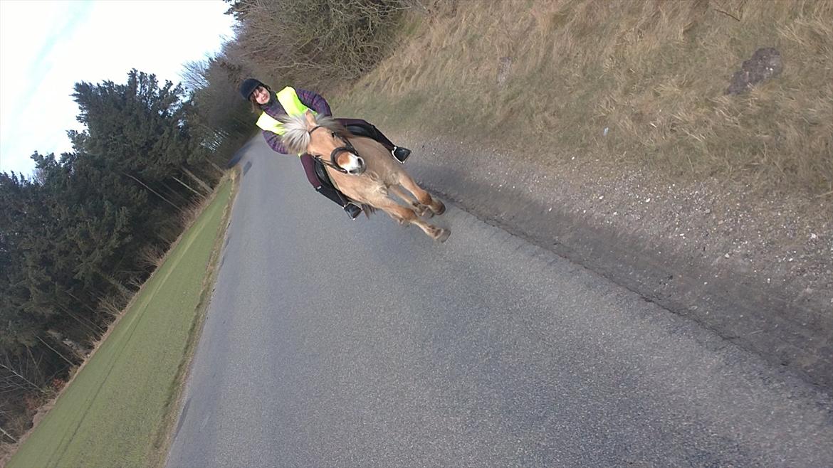 Fjordhest Anja - Anja og min lille søster :) billede 4