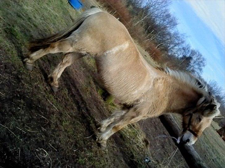 Fjordhest Anja - Anja efter en ridetur :) billede 5