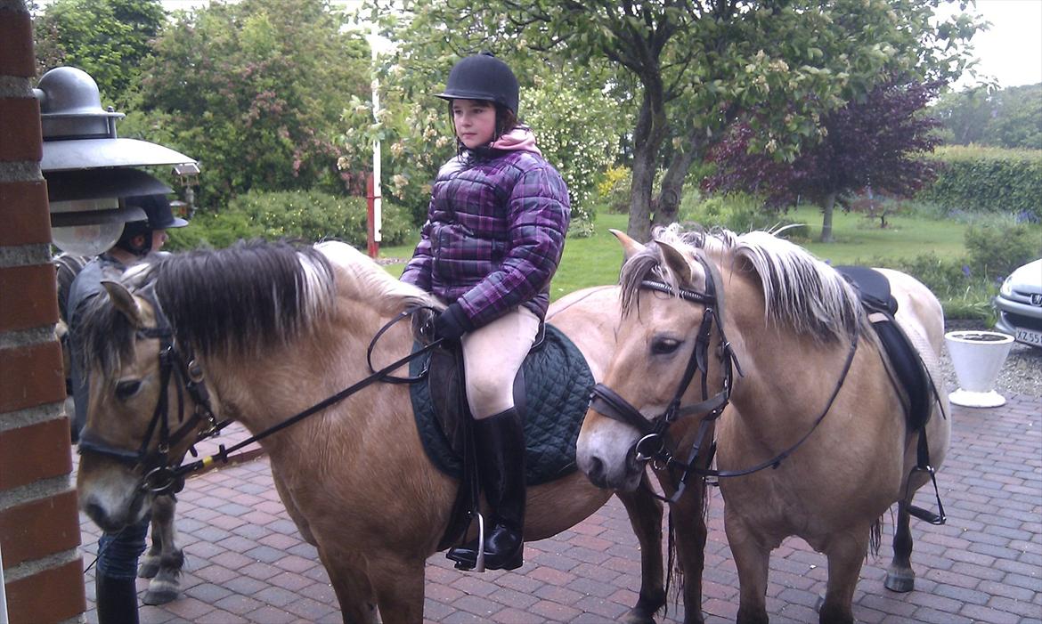 Fjordhest Anja - Anja til højre :) billede 6