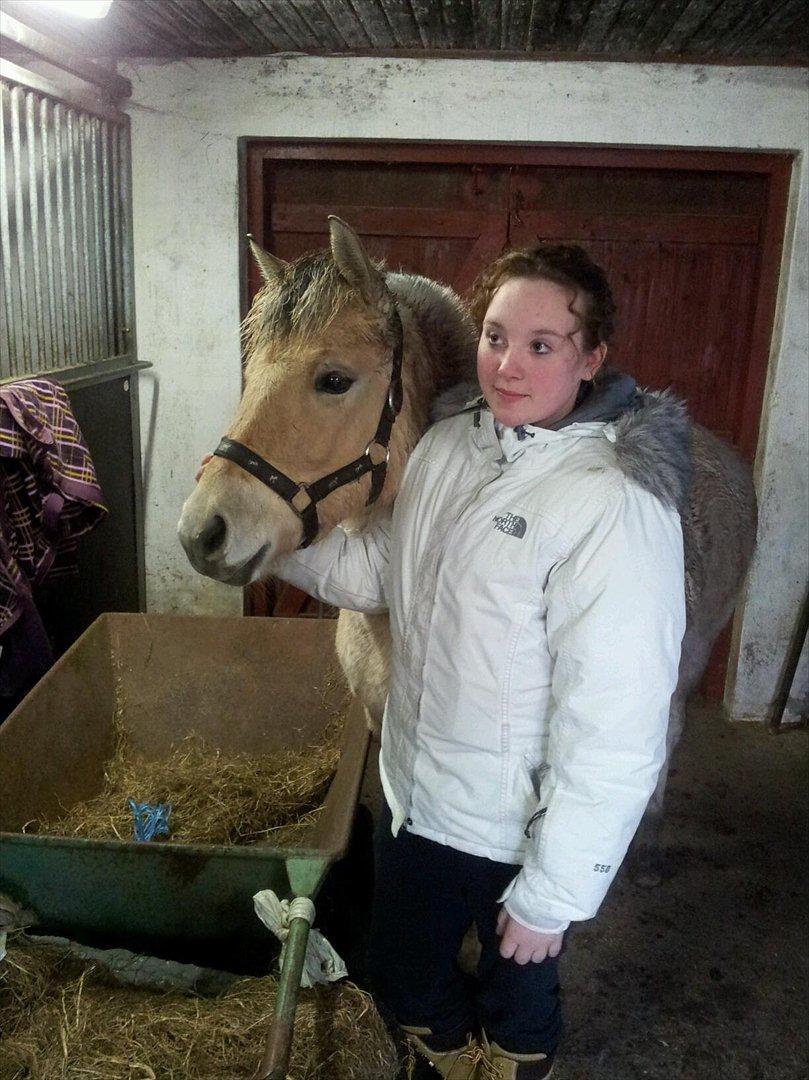 Fjordhest Rolighedens Lupin - Lupin første gang jeg skulle møde hende!<3 billede 8