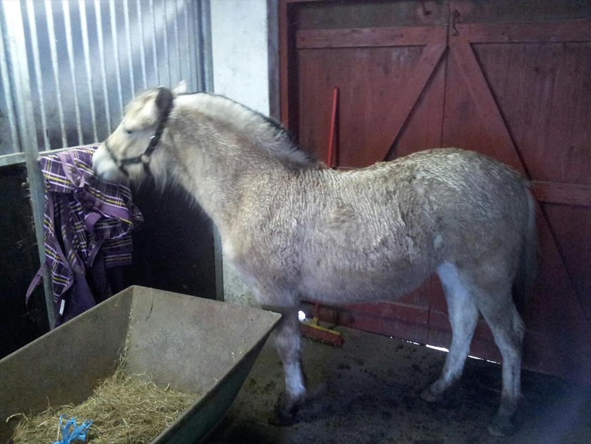 Fjordhest Rolighedens Lupin - Lille pjævs<3 billede 9