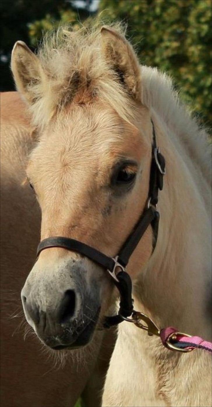 Fjordhest Rolighedens Lupin - Lupin da hun var meget lille<3 billede 10