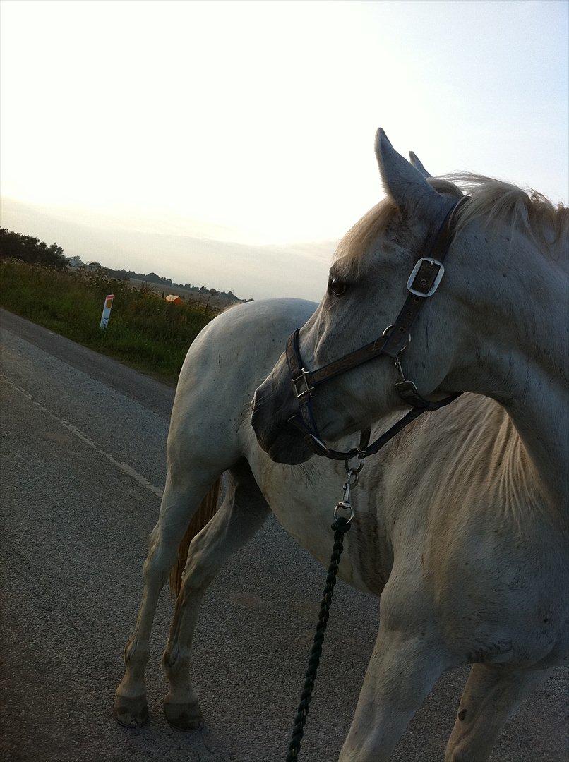 Connemara Guardian angel - Min elskede prins billede 14