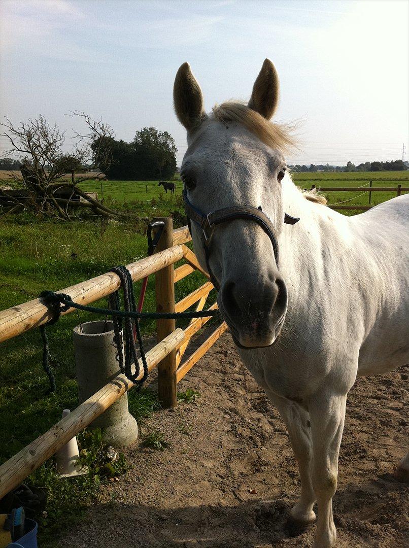 Connemara Guardian angel billede 15