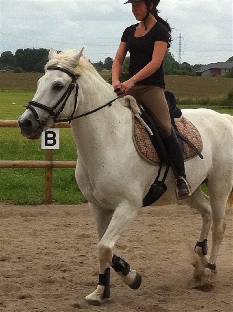 Connemara Guardian angel - Min søster og Guardi billede 16