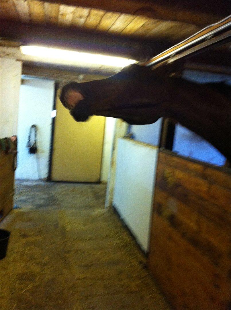 Dansk Varmblod Zikzak - Ja, han har det sjovt. :P billede 6