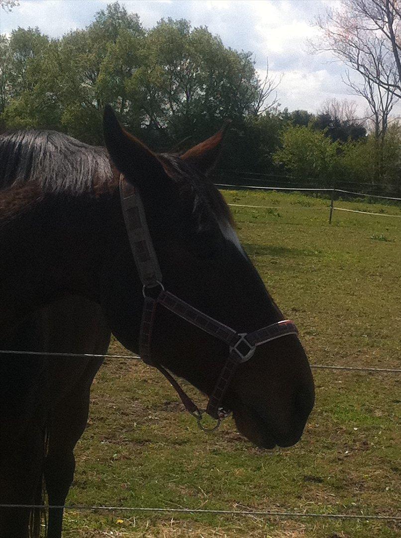 Dansk Varmblod Zikzak billede 7