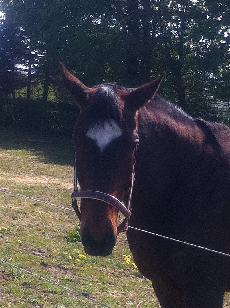 Dansk Varmblod Zikzak billede 8