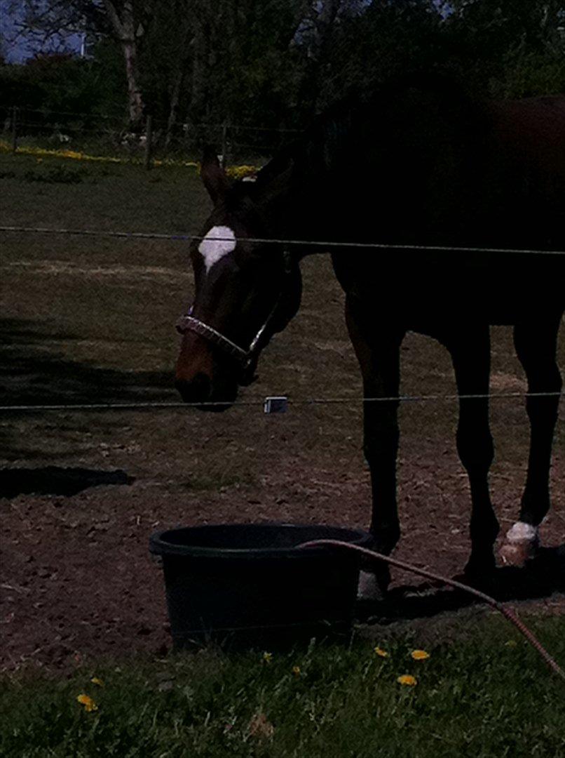 Dansk Varmblod Zikzak billede 9