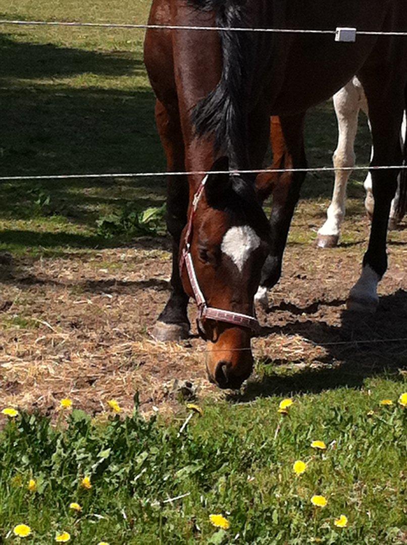Dansk Varmblod Zikzak billede 10