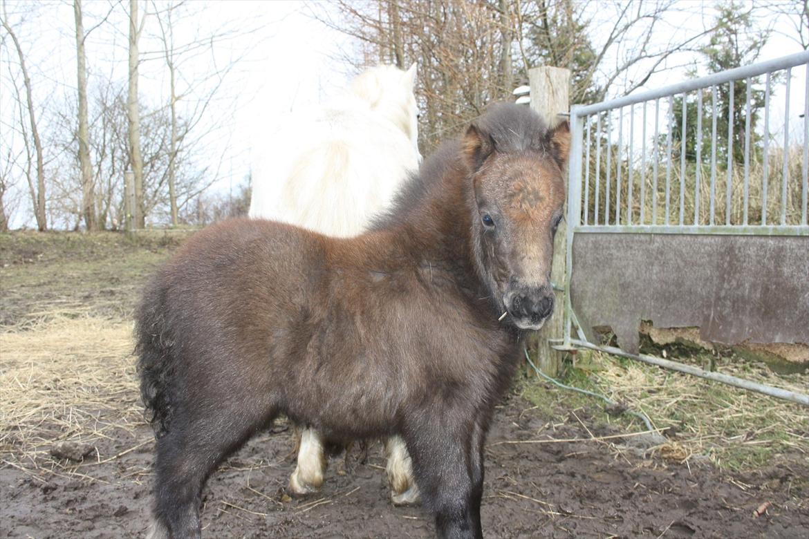 Shetlænder Christina´s Molly billede 1