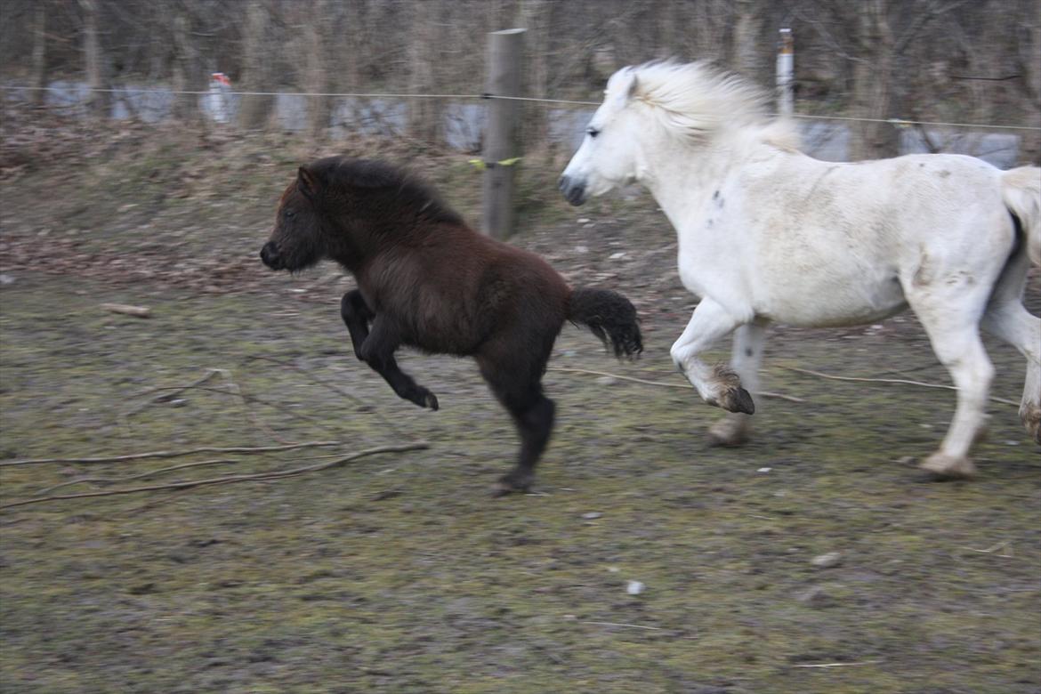 Shetlænder Christina´s Molly billede 13