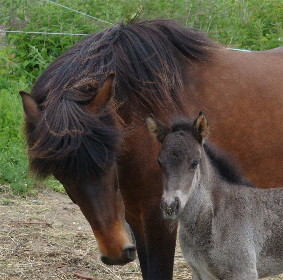Islænder Dúfa fra Tyrvoldsdal billede 4