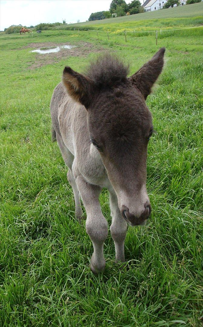 Islænder Dúfa fra Tyrvoldsdal billede 5