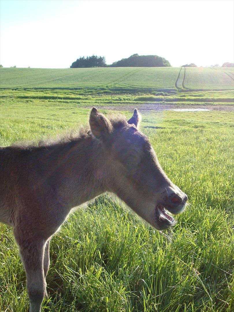 Islænder Dúfa fra Tyrvoldsdal billede 6