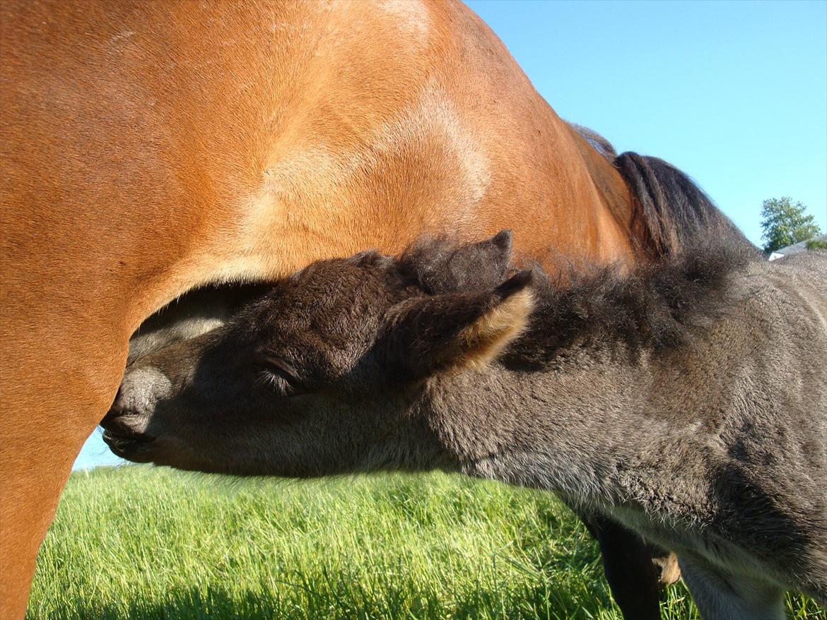 Islænder Dúfa fra Tyrvoldsdal billede 7