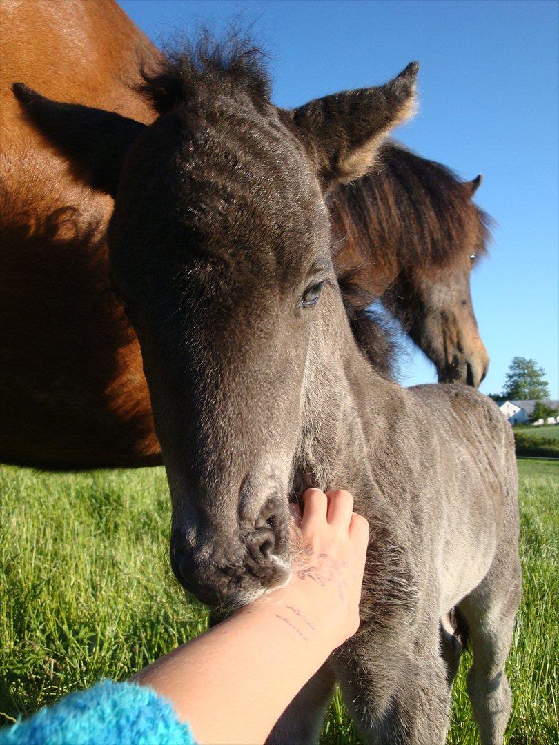 Islænder Dúfa fra Tyrvoldsdal billede 8