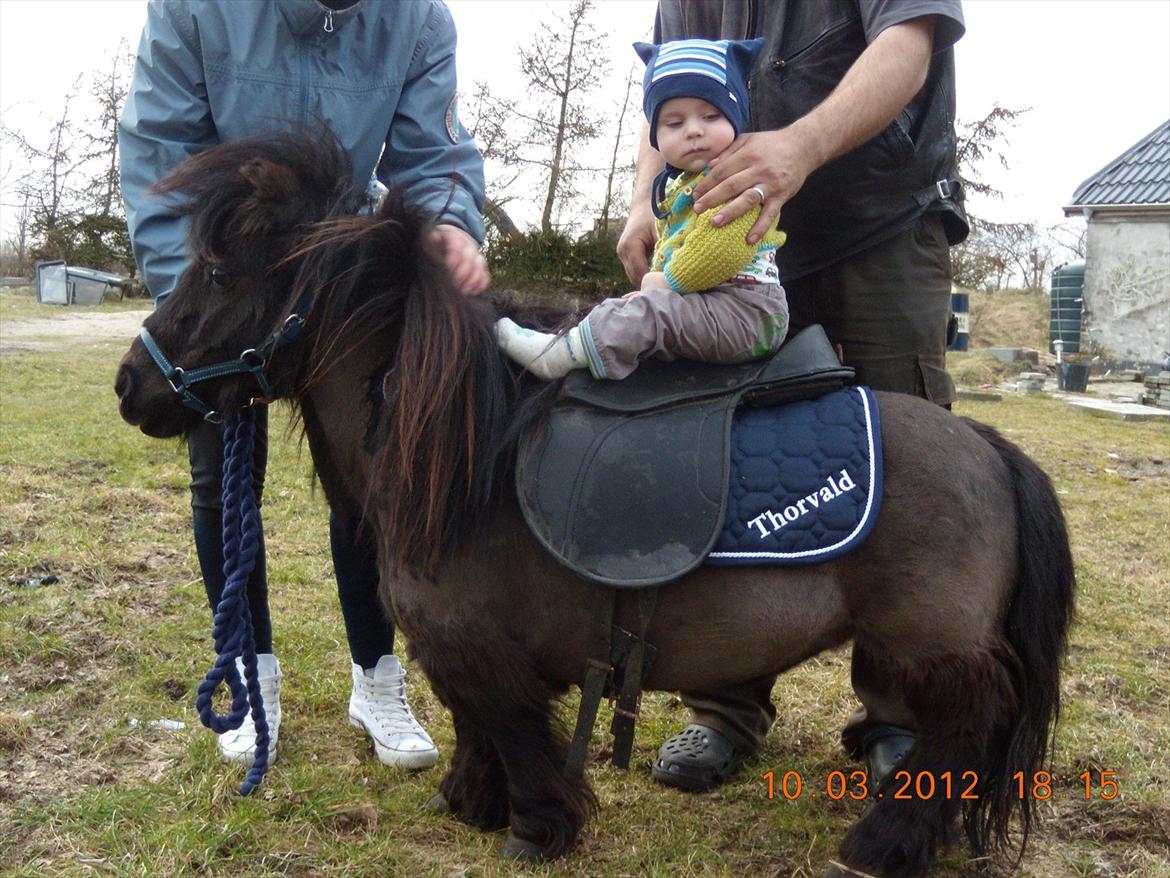 Anden særlig race Bambi - flot nyt underlag med navn på , fået af kusine betina til min dejlige pony bambi  billede 8