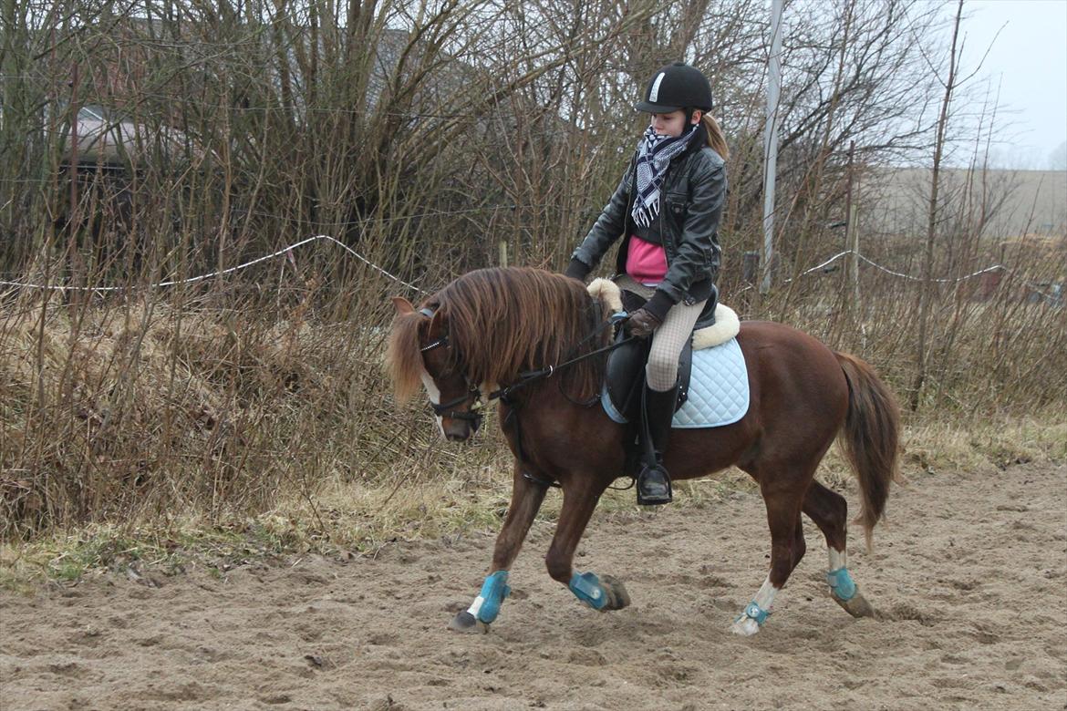 Welsh Pony (sec B) Maccoy, (Udlånt). Ejer: Annika Rosenqvist - D. 10.03.2012 billede 20