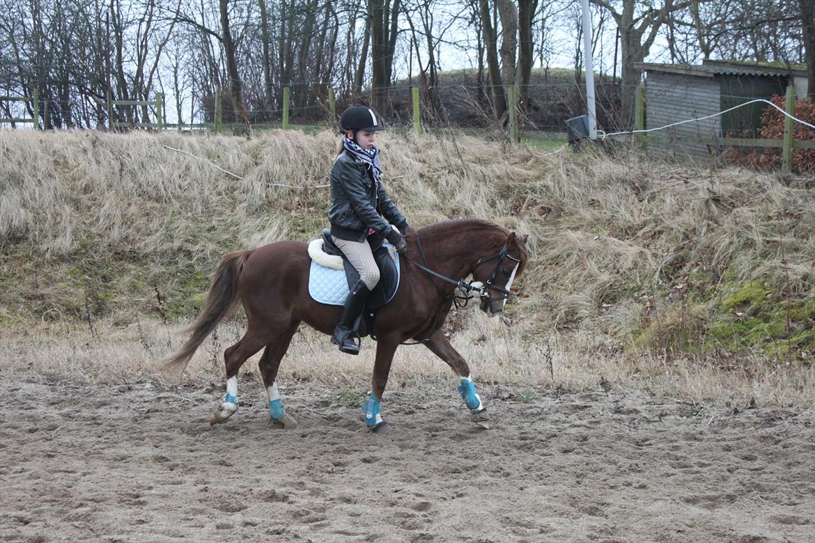 Welsh Pony (sec B) Maccoy, (Udlånt). Ejer: Annika Rosenqvist - Emma og Maccoy. Heldigvis har han behold sin fine hingste hals. 
d. 10.03.2012 billede 21