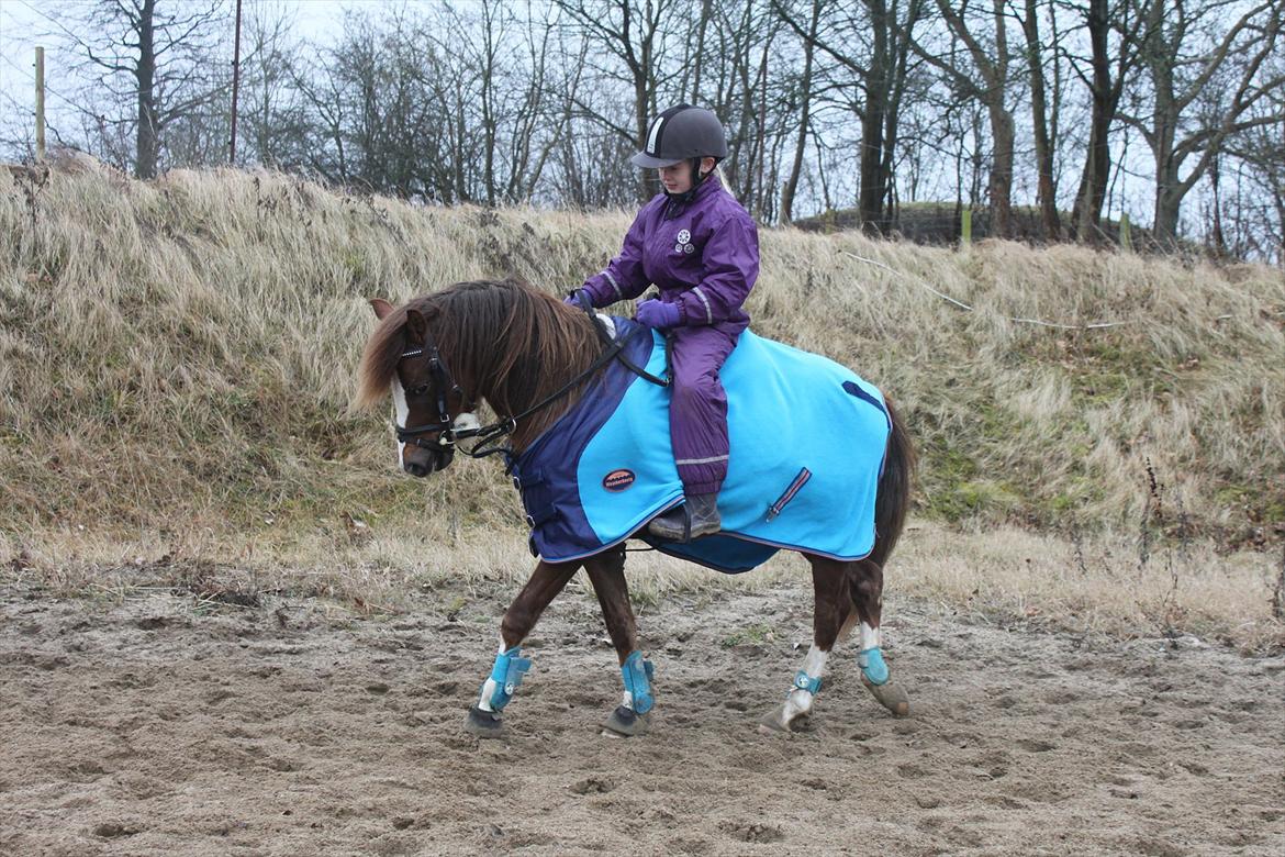 Welsh Pony (sec B) Maccoy, (Udlånt). Ejer: Annika Rosenqvist - Maccoy med hans nye rytter Joeline på kun 7 år <3 billede 22