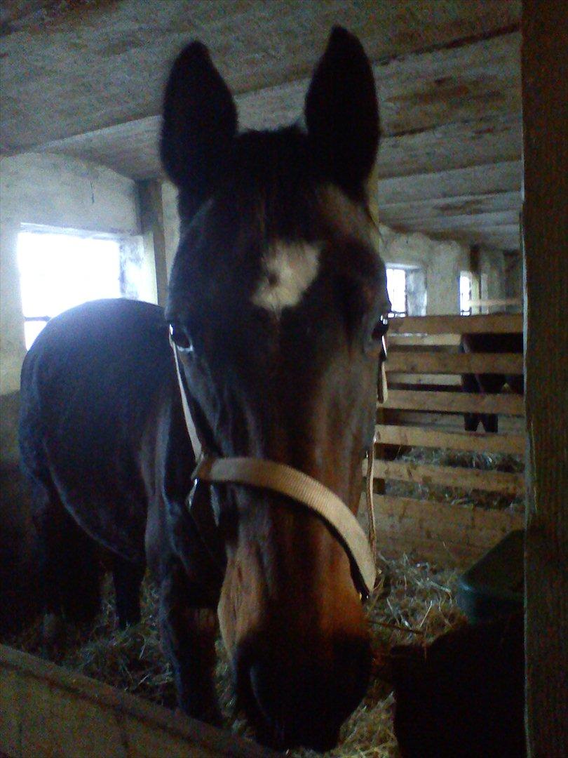 Dansk Varmblod Guinea - Den dejlige tøs i stalden den 10 marts 2012. Lidt madglad da jeg stod med mad i hånden da billedet blev taget.  billede 1