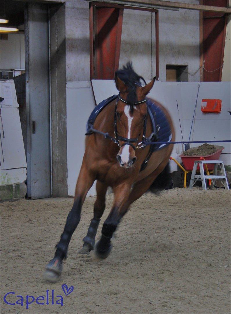 Dansk Varmblod RDH • Capella • - Dejlig hest<3<3 billede 12