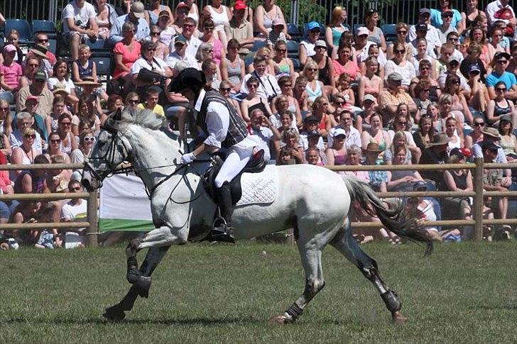 Knabstrupper Rikke af Dutterup<3 - Til showet på Roskilde dyreskue 2011, 92.000 tilskuere i løbet af weekenden, stolt! <3 billede 18