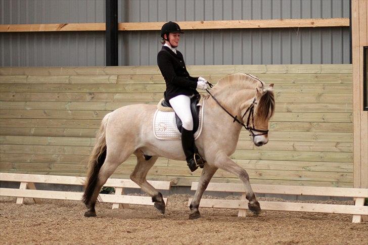 Fjordhest Kastanjegårdens Nick - Foto: Pia Lind billede 3