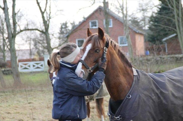 Hollandsk Sportspony Diamant B-pony - Jeg elsker dig :) billede 20