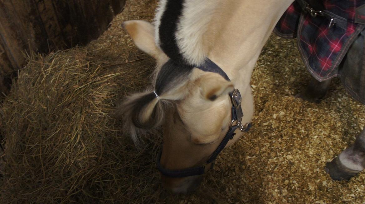 Fjordhest Florian Skovå - mad.... billede 8