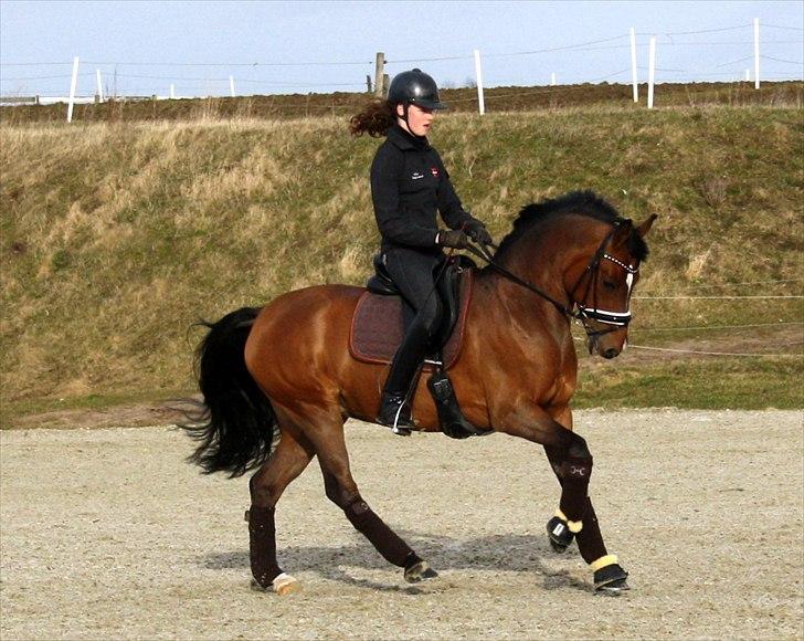 Tysk Sportspony Janine WE A-Pony billede 11