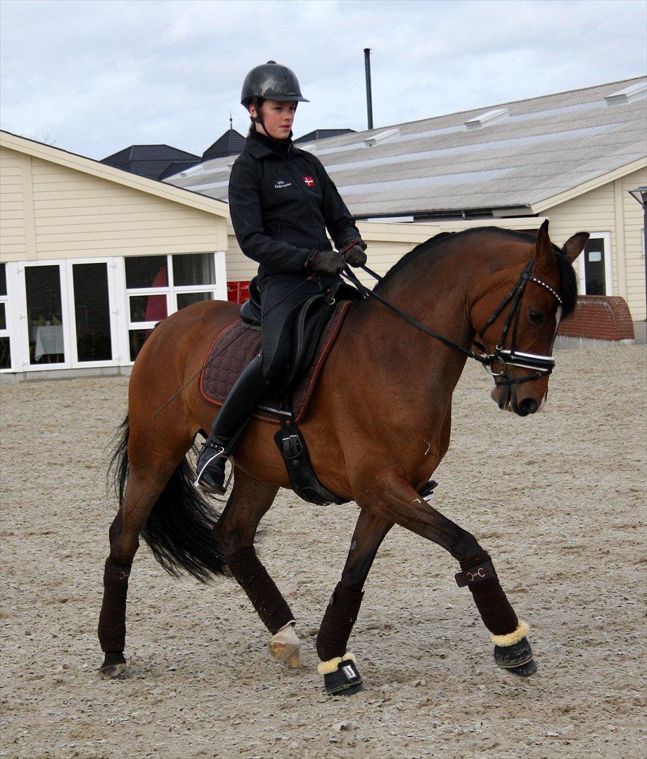Tysk Sportspony Janine WE A-Pony billede 13