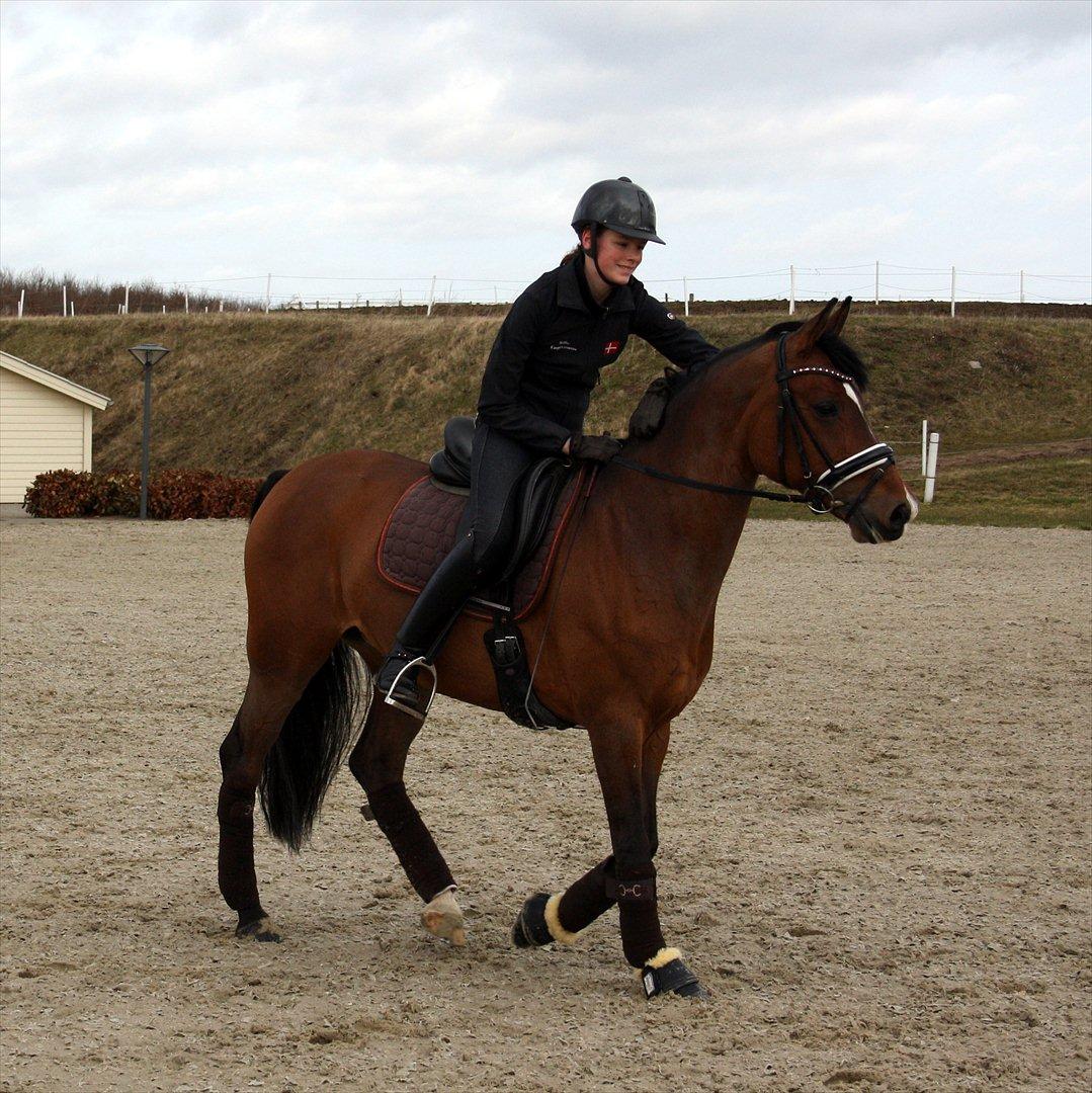 Tysk Sportspony Janine WE A-Pony billede 14