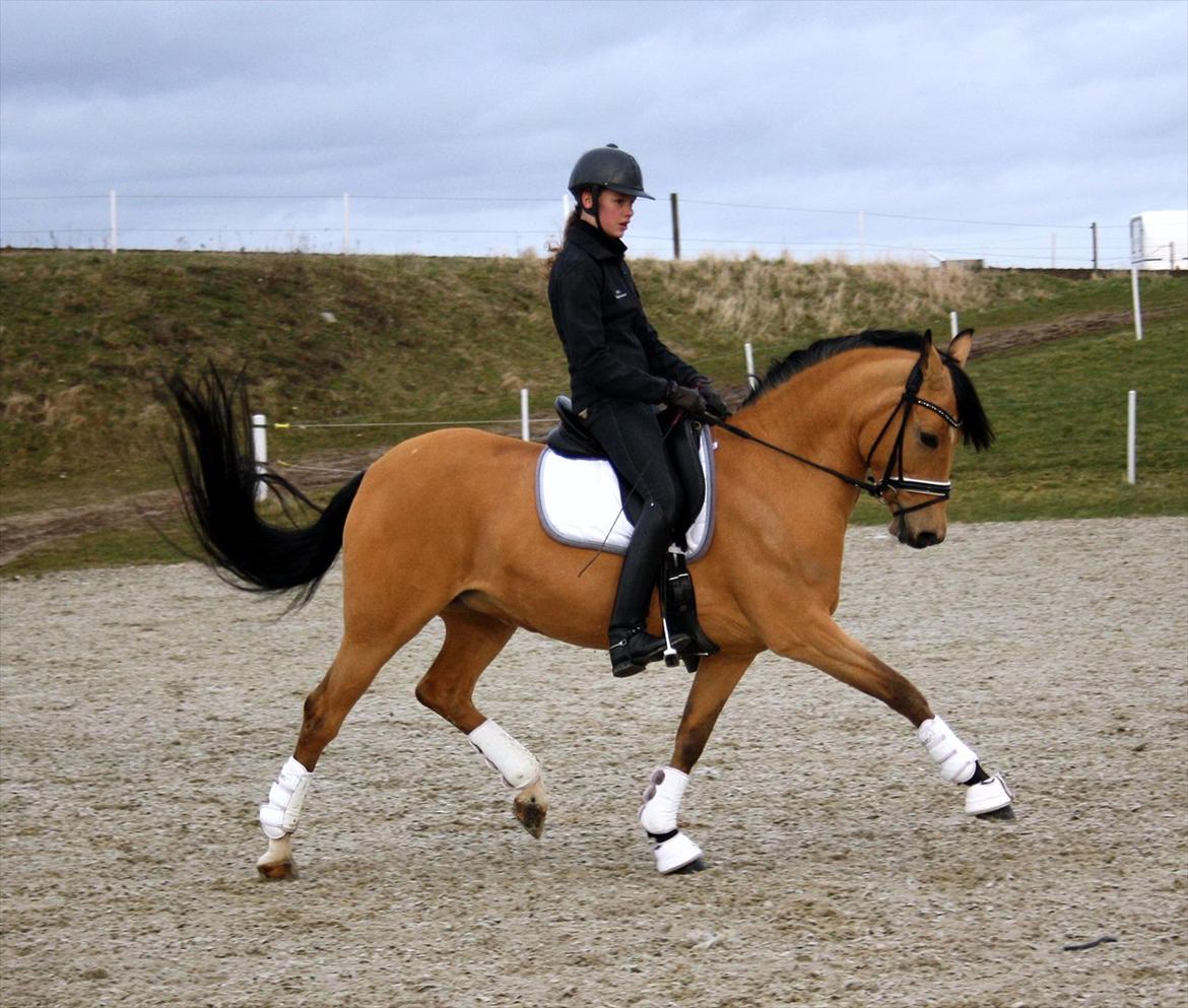 Tysk Sportspony Bodethal's Romy A-pony billede 19
