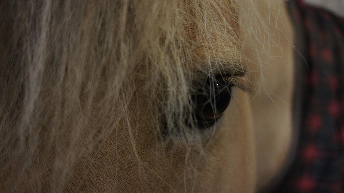Fjordhest Florian Skovå - Bare et smukt øje...  billede 6