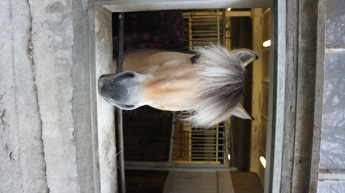 Fjordhest Florian Skovå - Hej! :-) billede 9