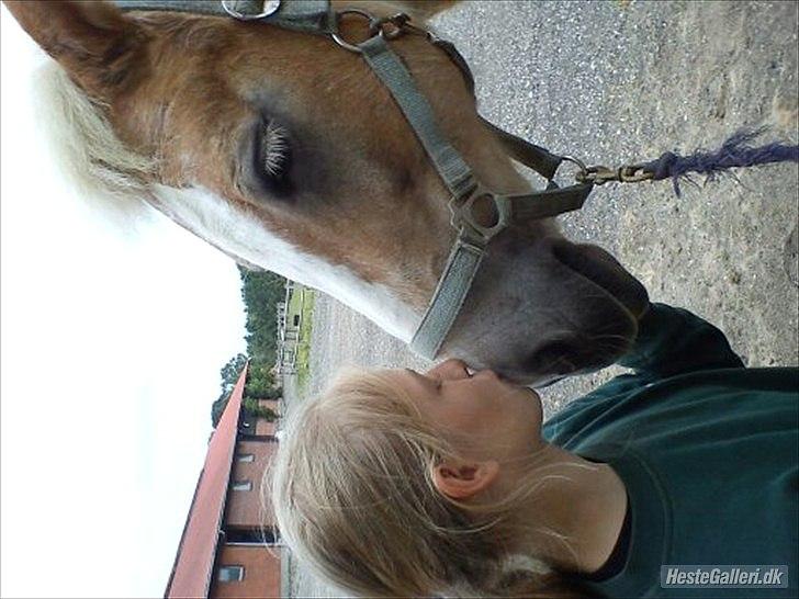 Haflinger Sally *Min Soulmate* R.I.P :'( - "Elsker du kærlighed? så elsk kun mig,for ingen i verden,elsker dig højere end jeg!!
 billede 3