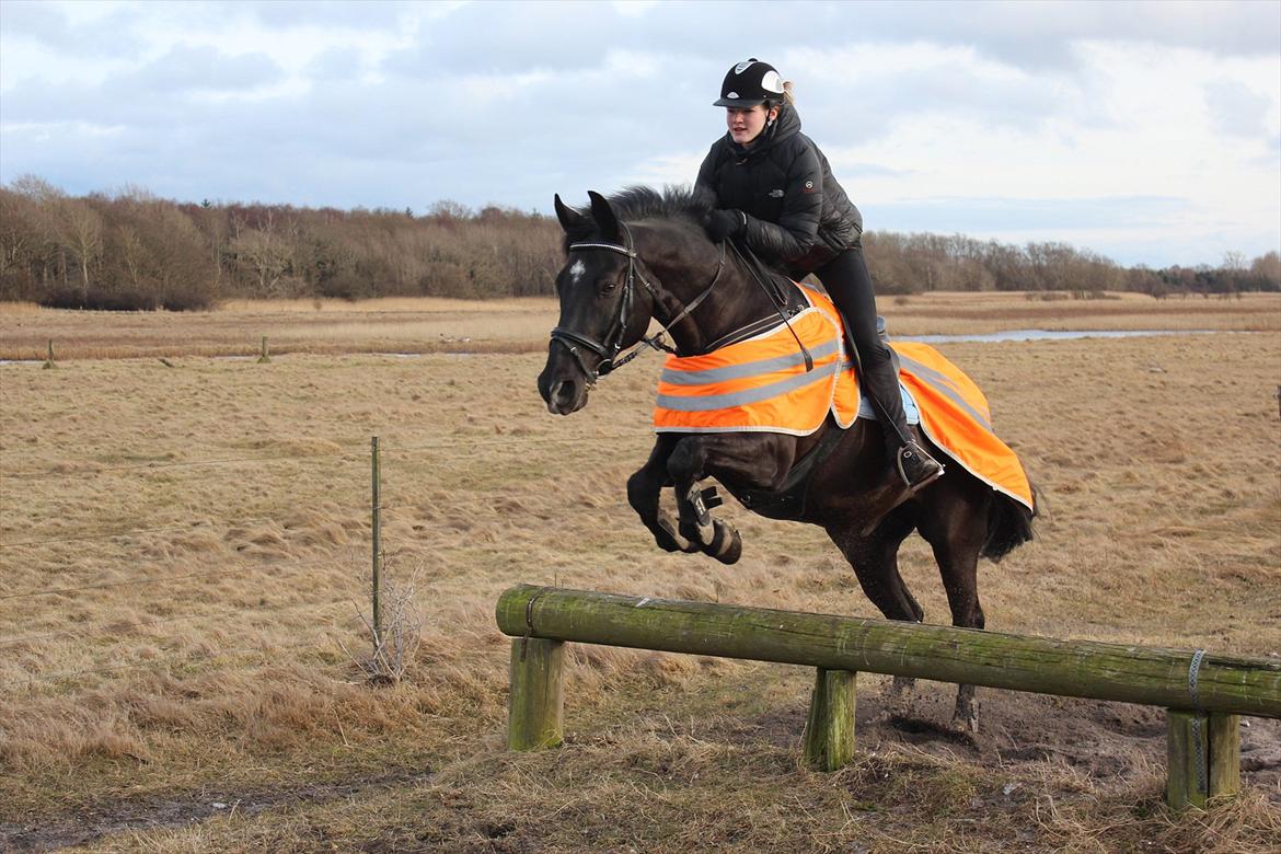 Oldenborg Felix - Et lille spring på turen :D<3 billede 3