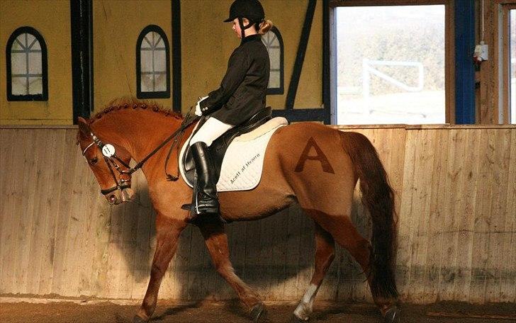 New Forest Acett Af Hvarre <3  - Acett Og mig til stævne i Djursland 2 Plads lc1 billede 1