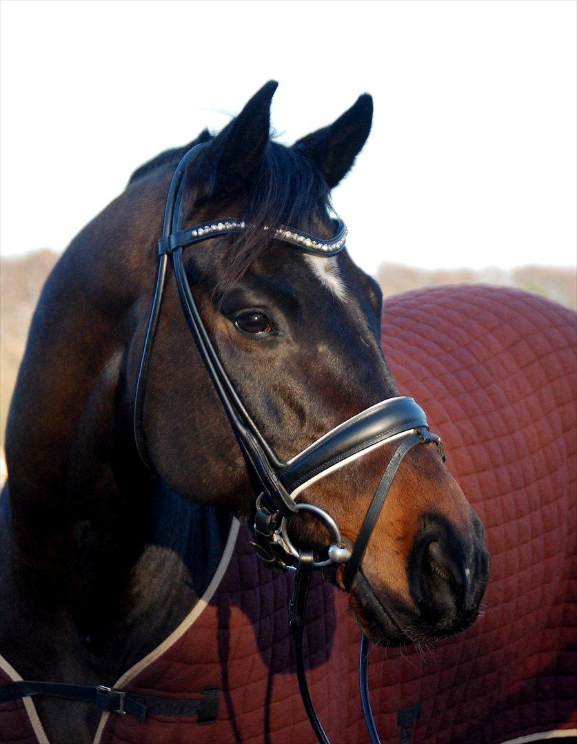 Hannoveraner Hitman - Min smukke hest <3 billede 4