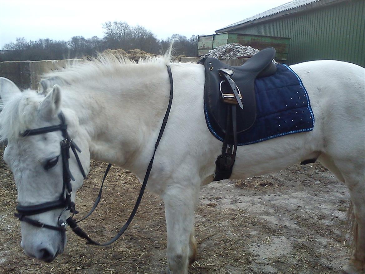 Anden særlig race Mille <3. (Ard Chuan Millenium) billede 2