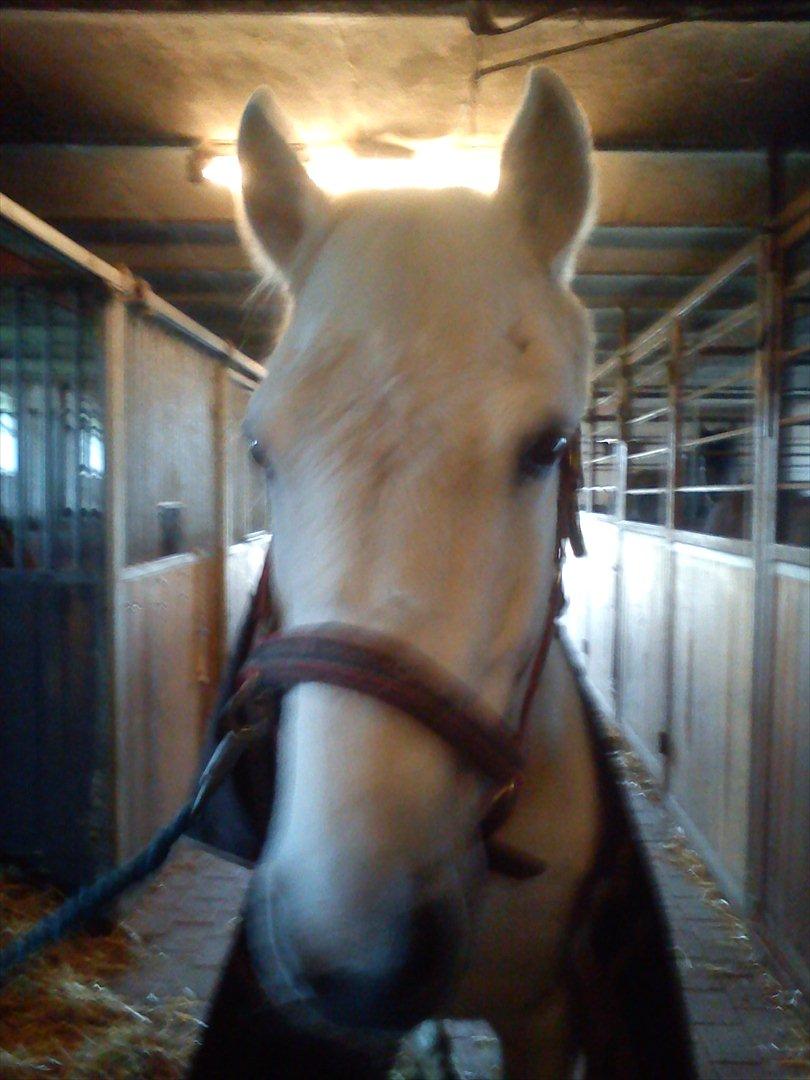 Anden særlig race Mille <3. (Ard Chuan Millenium) billede 3