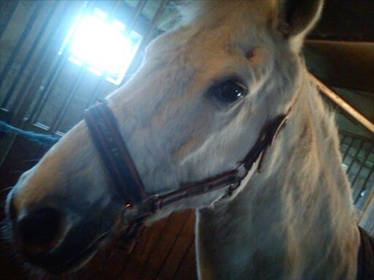 Anden særlig race Mille <3. (Ard Chuan Millenium) billede 4