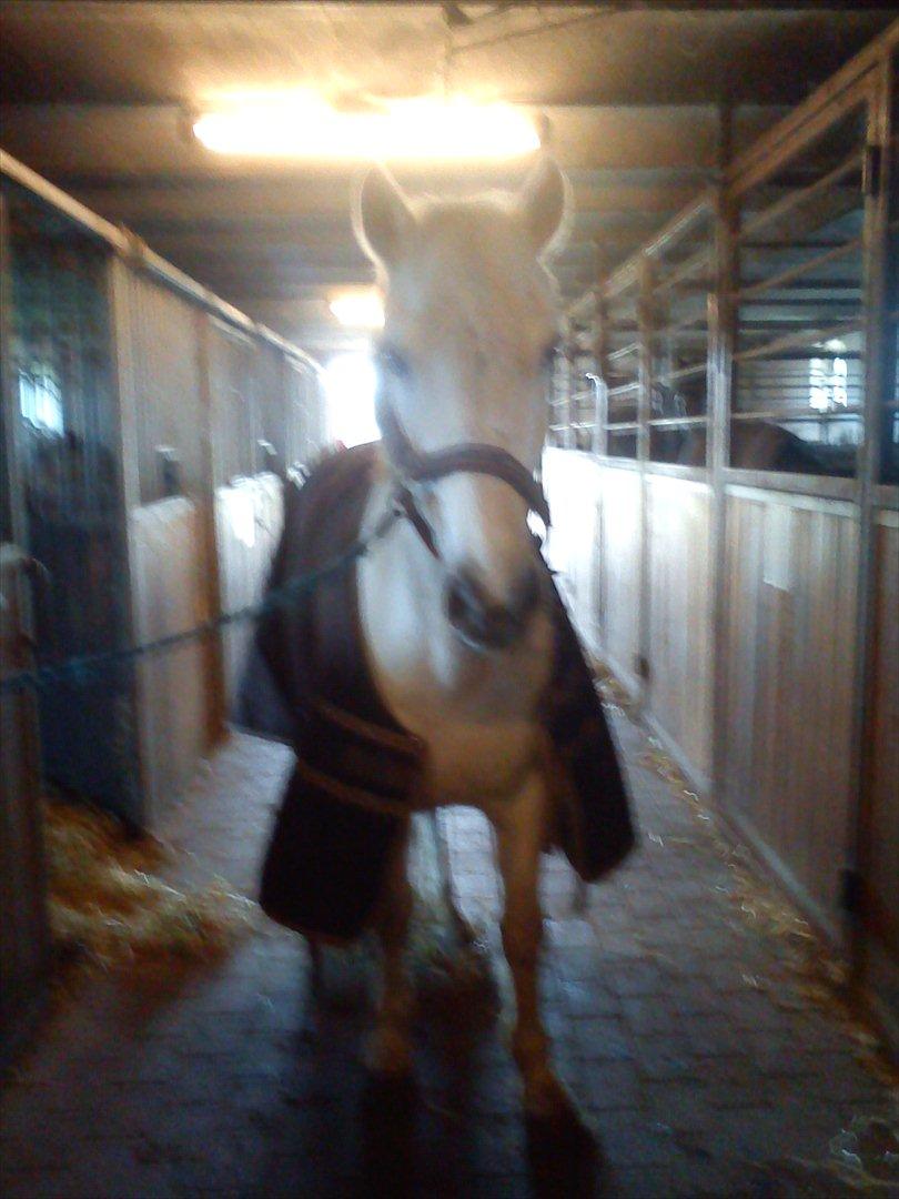 Anden særlig race Mille <3. (Ard Chuan Millenium) billede 5