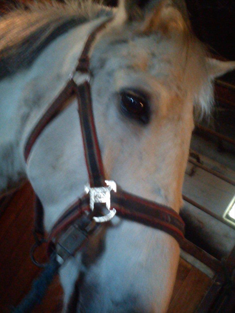 Anden særlig race Mille <3. (Ard Chuan Millenium) billede 6